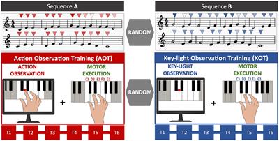 The importance of observing the master’s hand: Action Observation Training promotes the acquisition of new musical skills